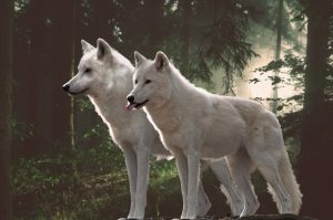 2 white wolves